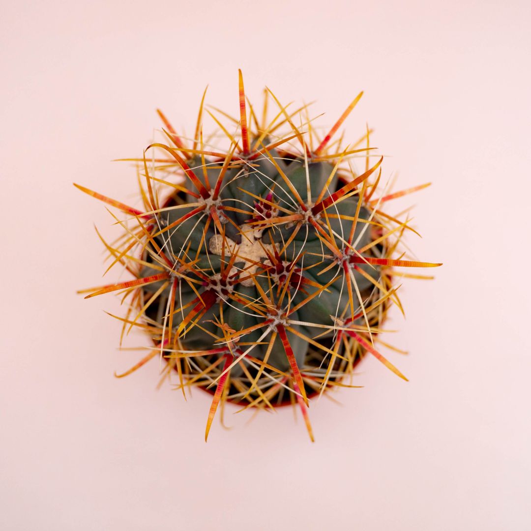 Ferocactus hybrid Ø 10,5 cm 710F