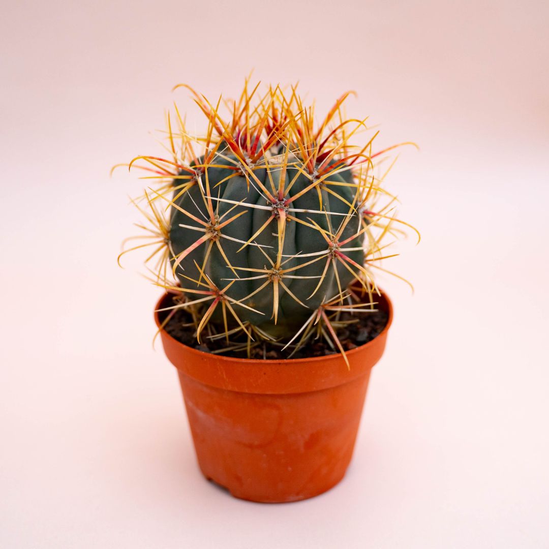 Ferocactus hybrid Ø 10,5 cm 710F