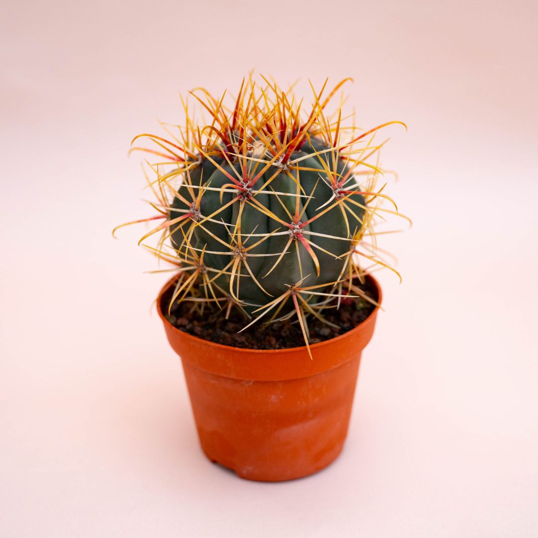 Ferocactus hybrid Ø 10,5 cm 710F