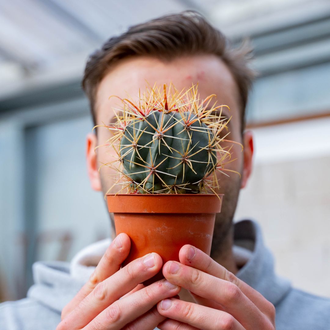 Ferocactus hybrid Ø 10,5 cm 710F