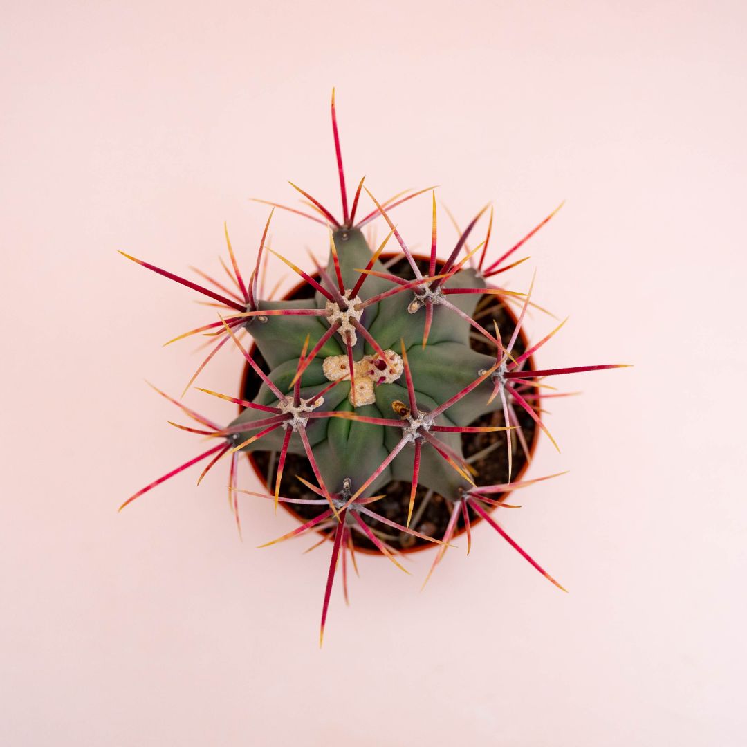 Ferocactus hybrid Ø 10,5 cm 711F