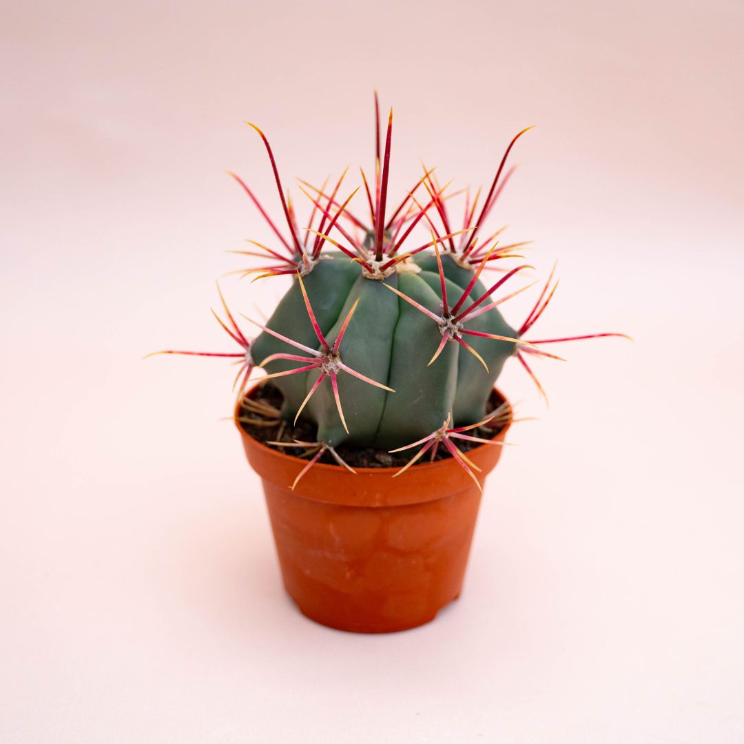 Ferocactus hybrid Ø 10,5 cm 711F