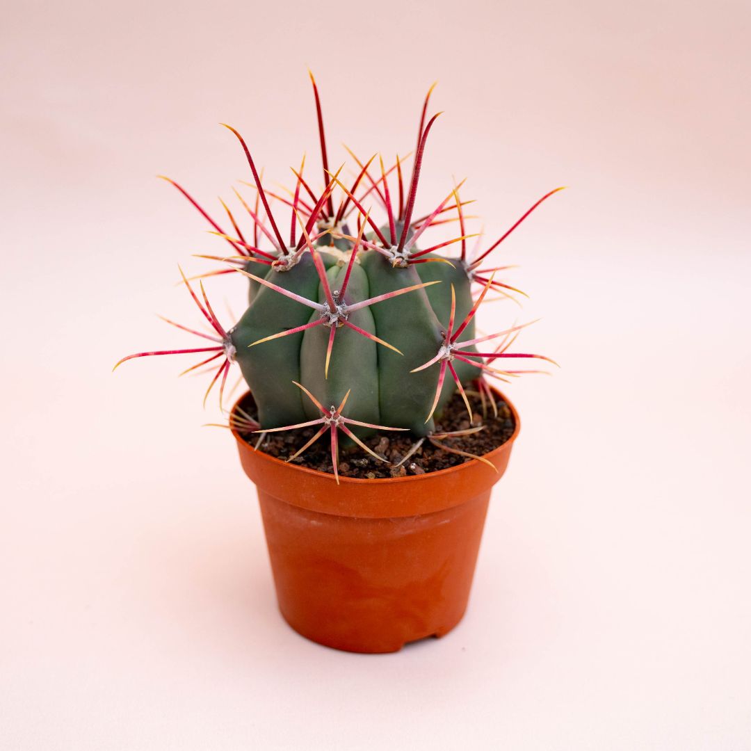 Ferocactus hybrid Ø 10,5 cm 711F