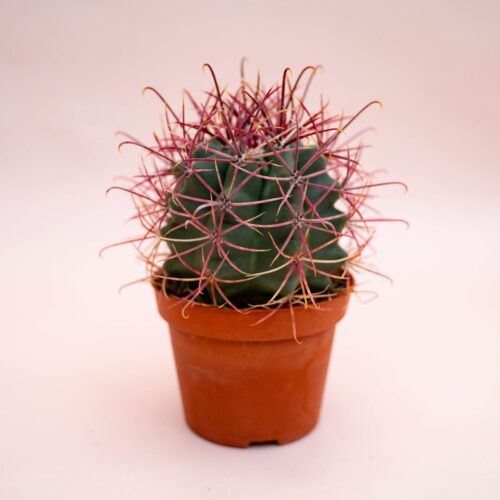 Ferocactus hybrid Ø 10,5 cm 712F