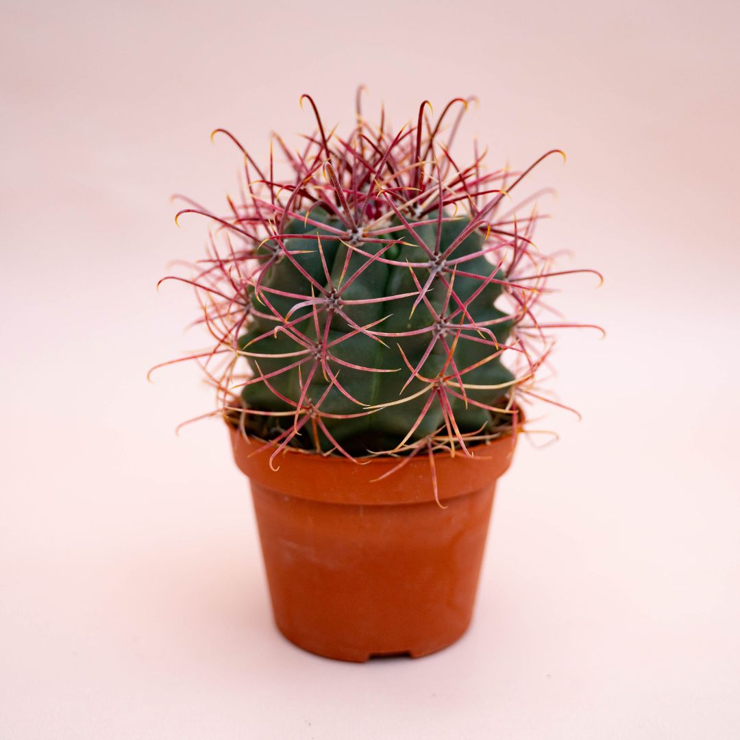 Ferocactus hybrid Ø 10,5 cm 712F