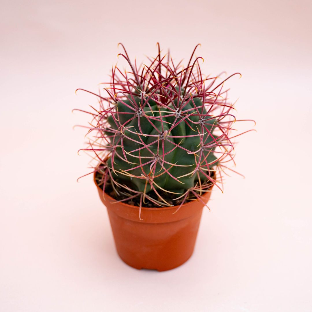 Ferocactus hybrid Ø 10,5 cm 712F