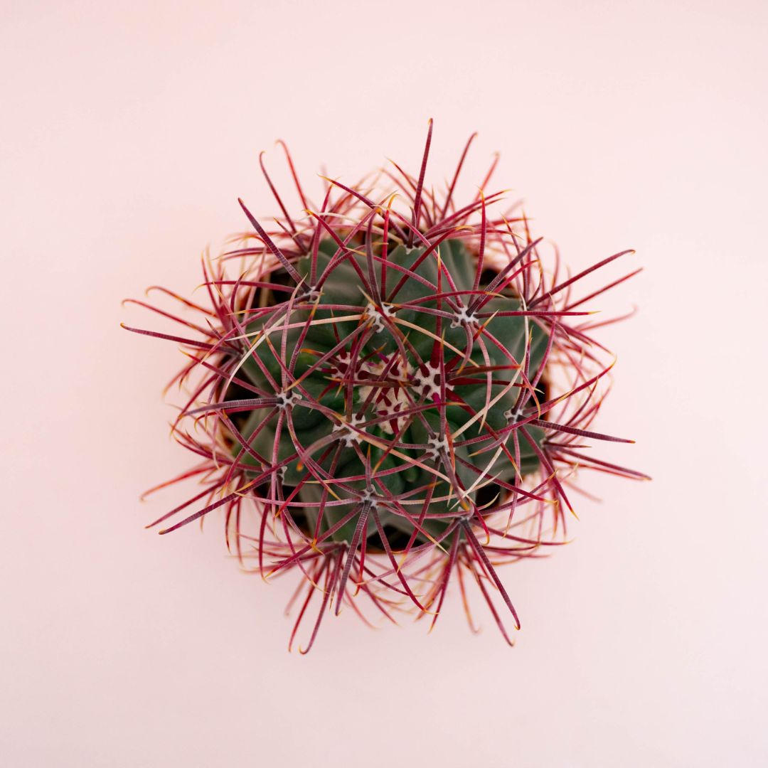 Ferocactus hybrid Ø 10,5 cm 712F