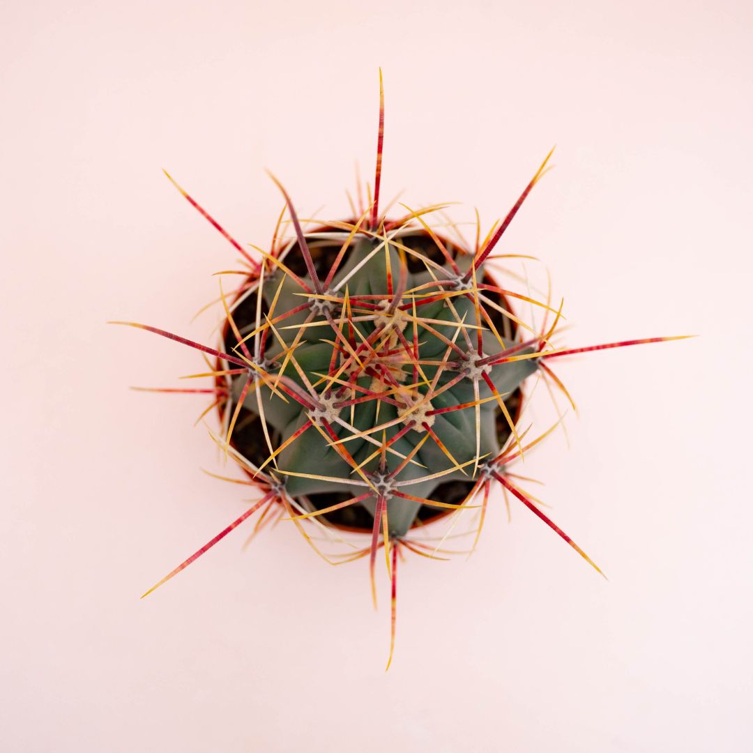 Ferocactus hybrid Ø 10,5 cm 713F