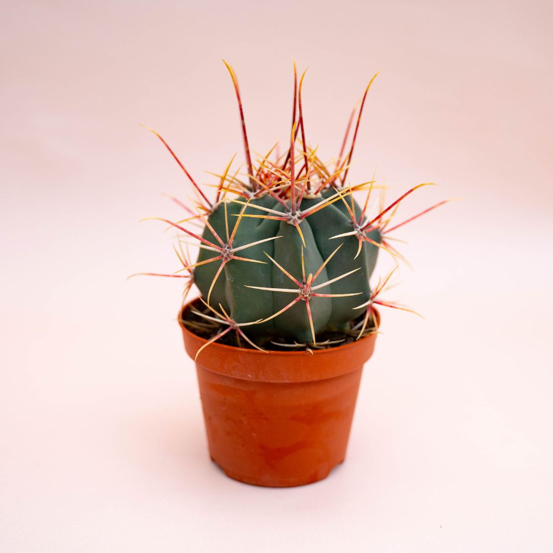 Ferocactus hybrid Ø 10,5 cm 713F