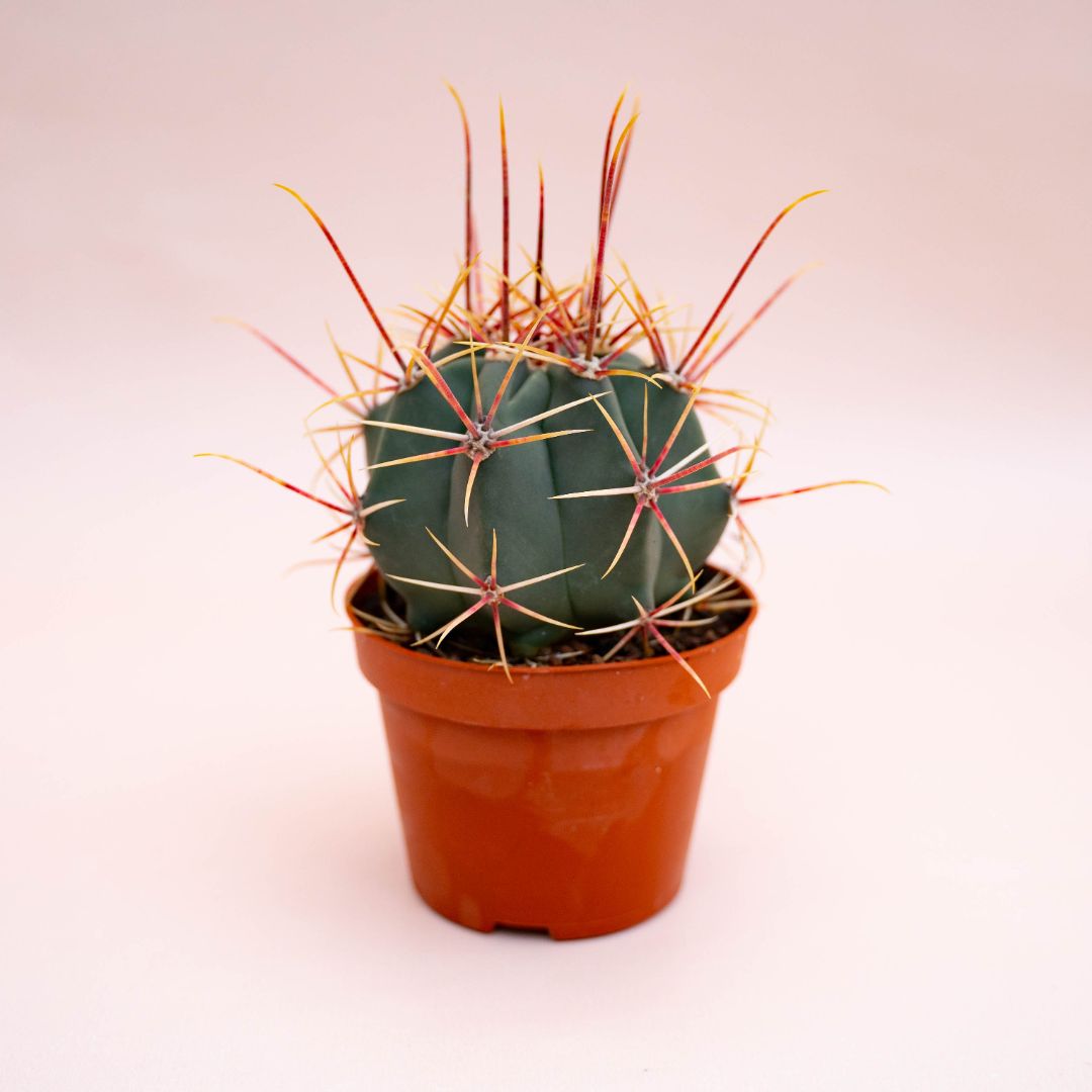 Ferocactus hybrid Ø 10,5 cm 713F