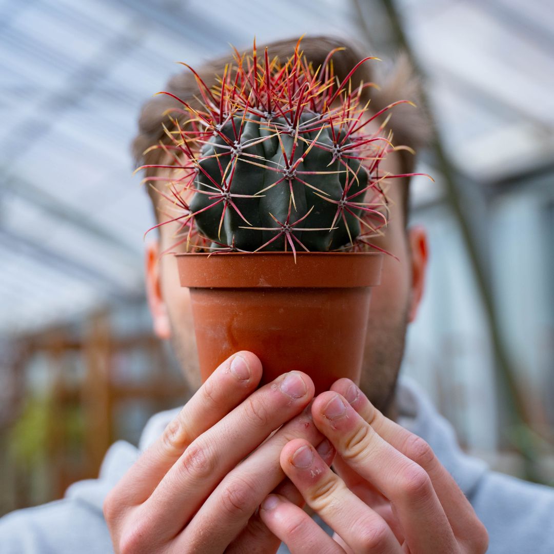 Ferocactus hybrid Ø 10,5 cm 714F