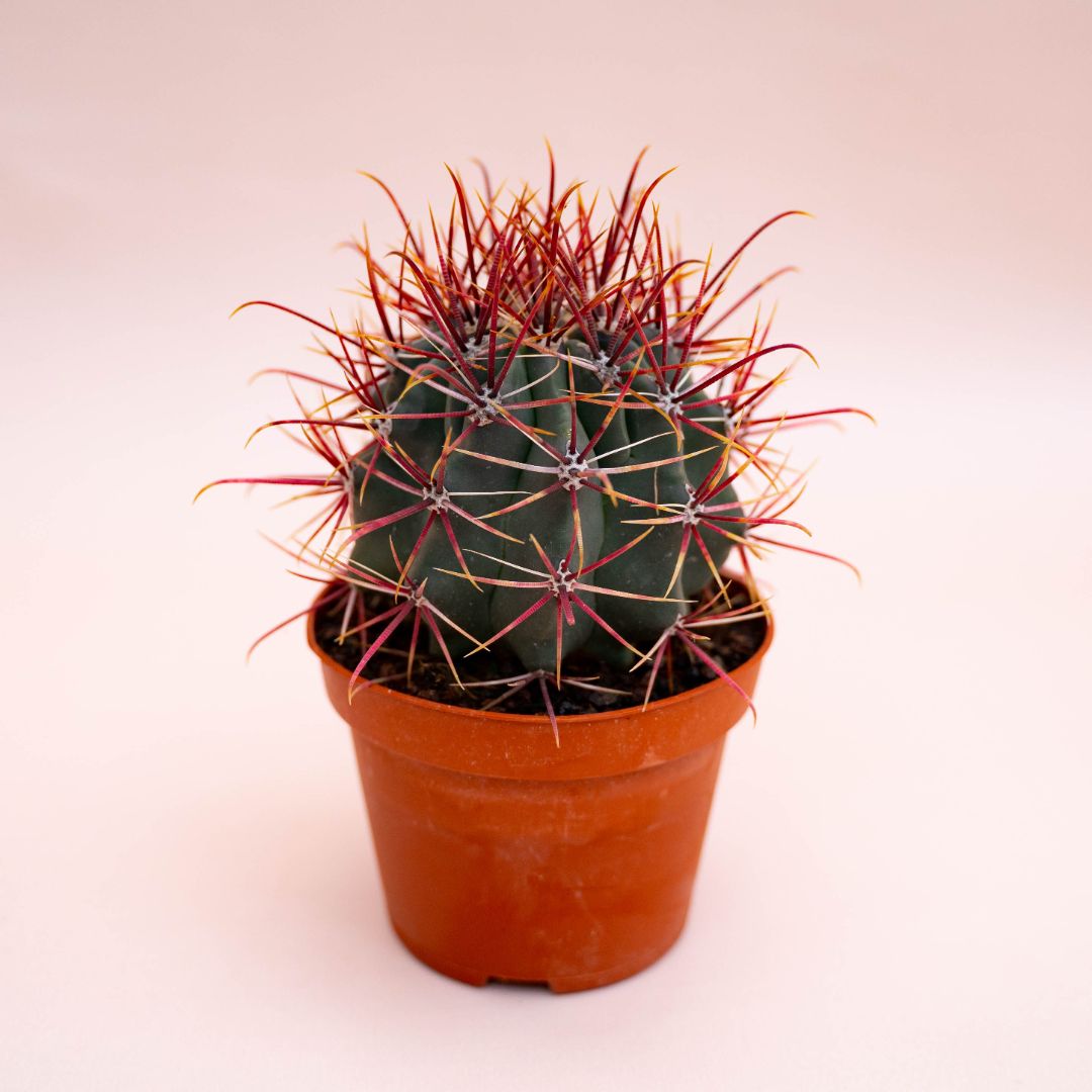 Ferocactus hybrid Ø 10,5 cm 714F