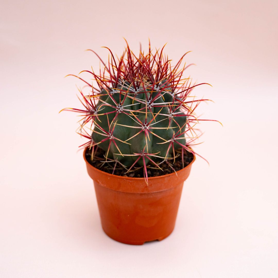 Ferocactus hybrid Ø 10,5 cm 714F