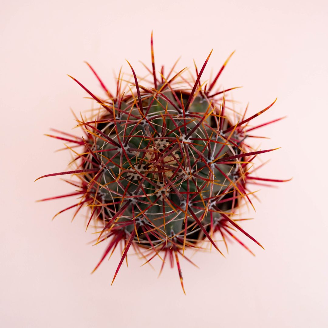 Ferocactus hybrid Ø 10,5 cm 714F