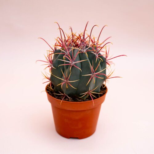 Ferocactus hybrid Ø 10,5 cm 715F