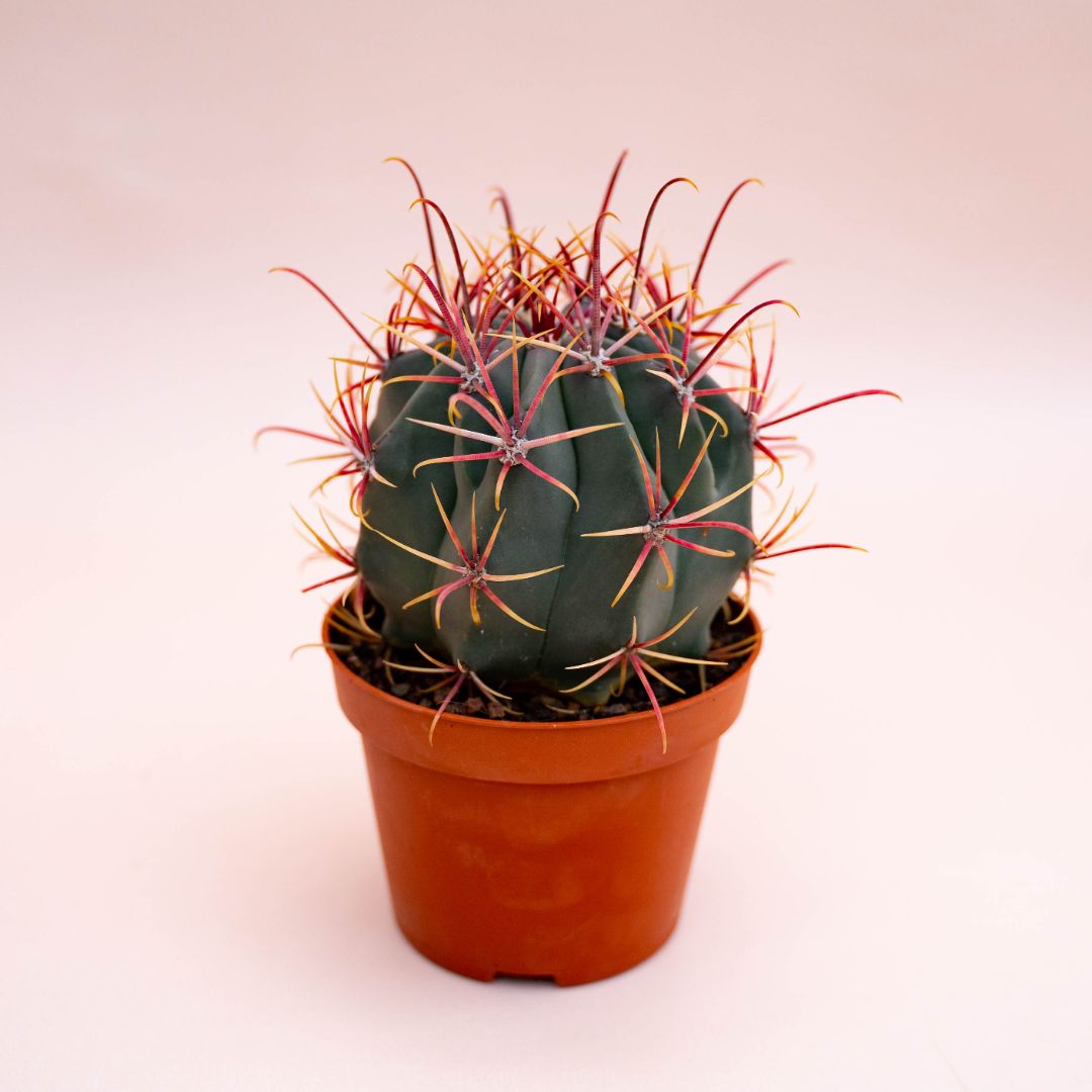 Ferocactus hybrid Ø 10,5 cm 715F