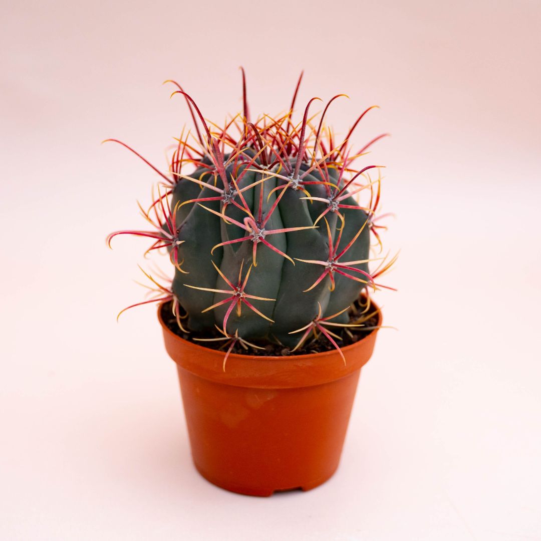 Ferocactus hybrid Ø 10,5 cm 715F