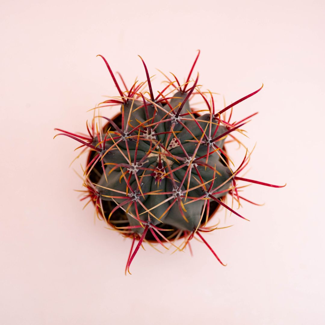 Ferocactus hybrid Ø 10,5 cm 715F