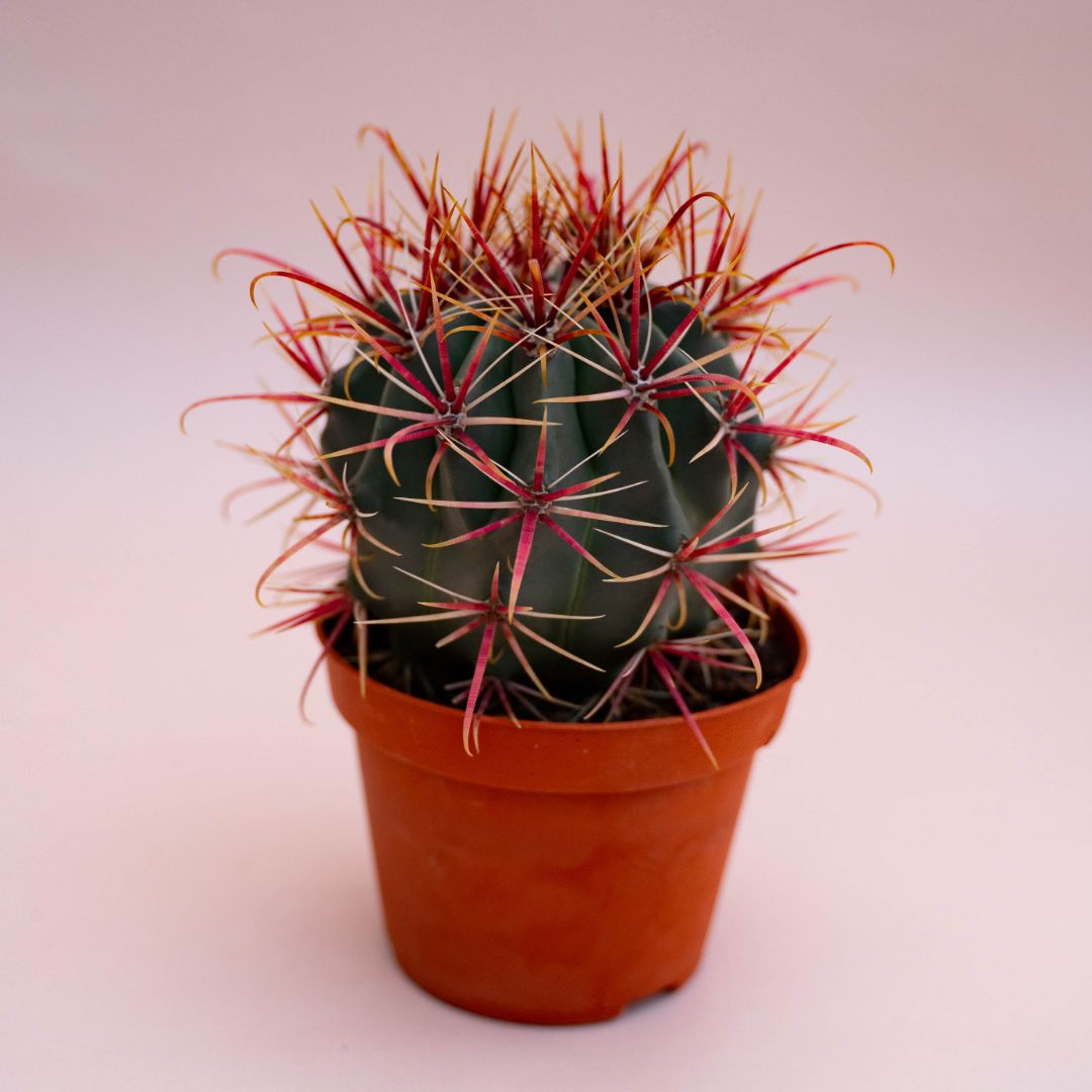 Ferocactus hybrid Ø 10,5 cm 722F