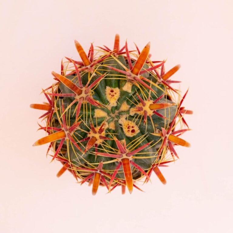 Ferocactus latispinus Ø 12 cm