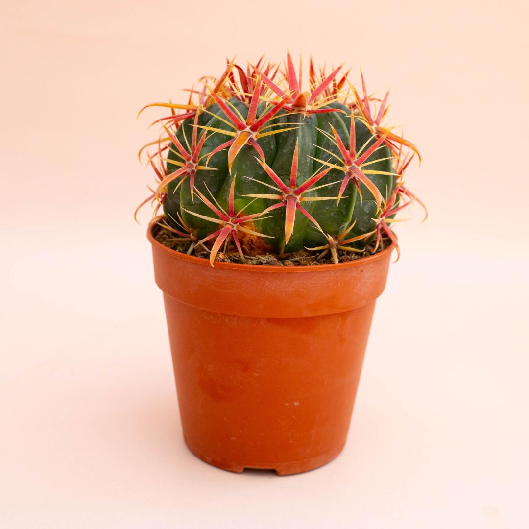 Ferocactus latispinus Ø 12 cm