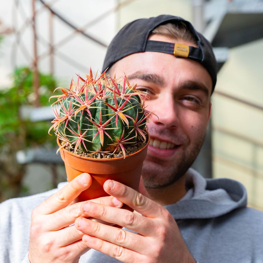 Ferocactus latispinus Ø 12 cm