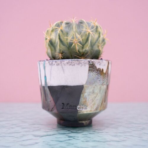 Ferocactus macrodiscus variegato Maneraku cod 247