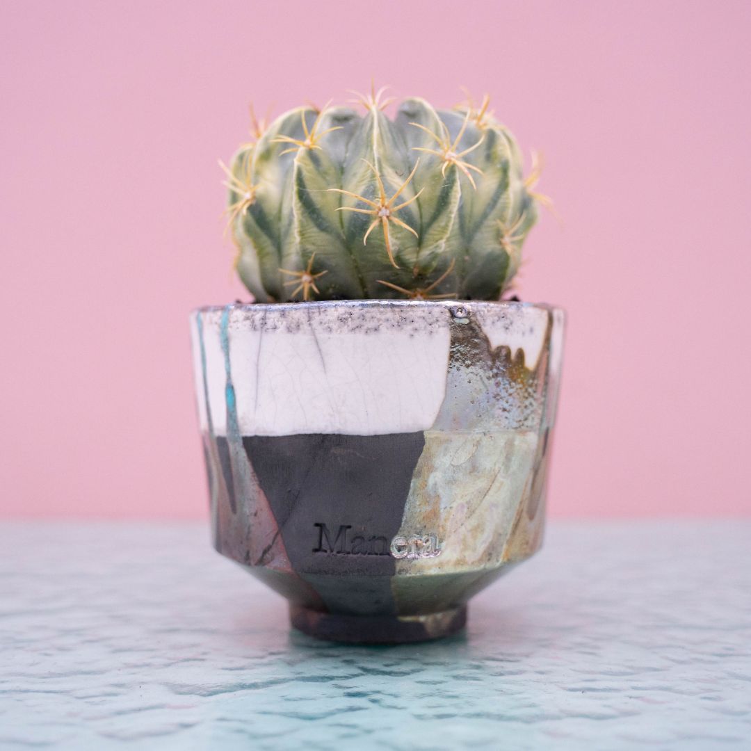 Ferocactus macrodiscus variegato Maneraku cod 247