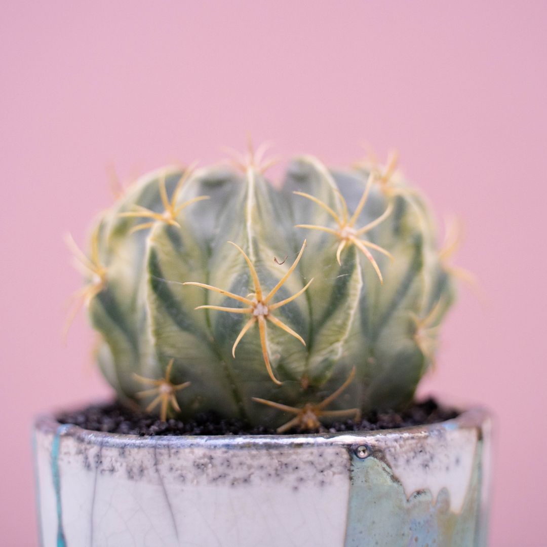Ferocactus macrodiscus variegato Maneraku cod 247