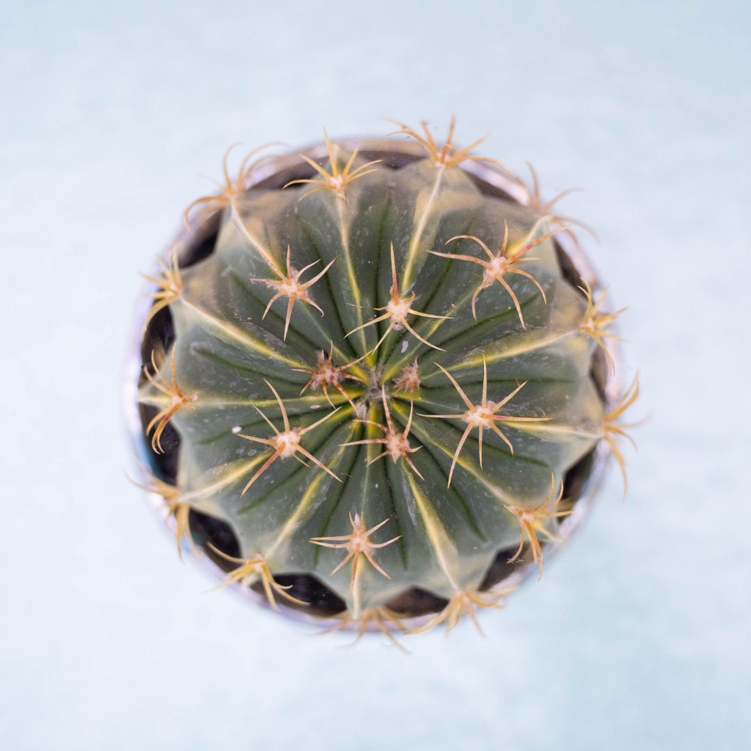 Ferocactus macrodiscus variegato Maneraku cod 247