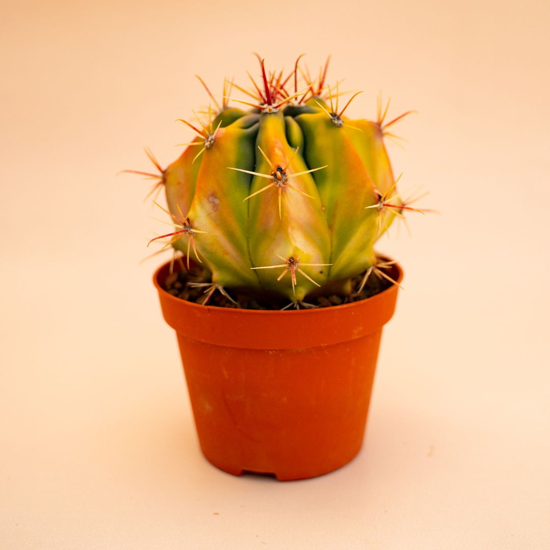 Ferocactus sp. variegato Ø 10,5 cm 672F