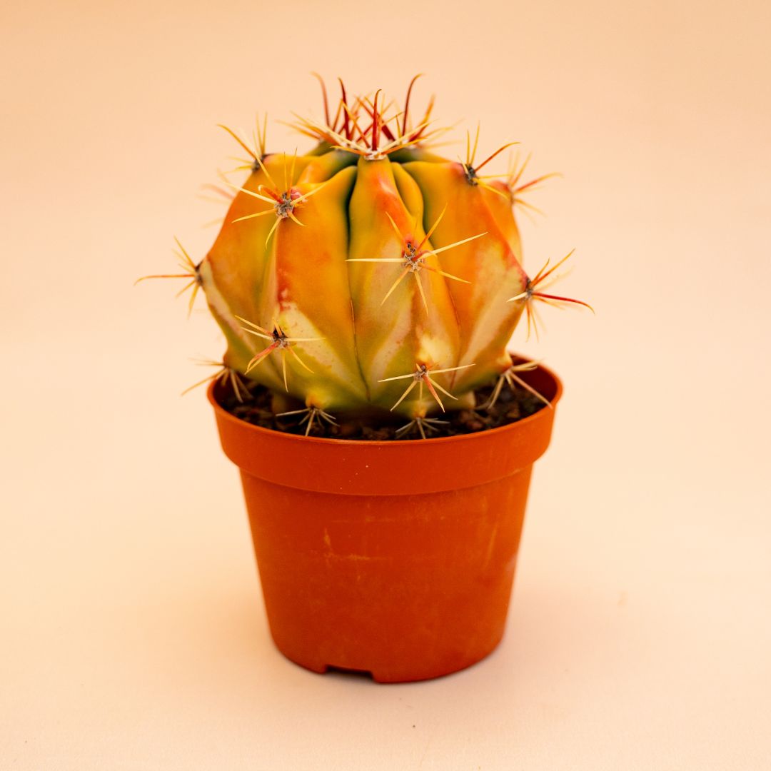 Ferocactus sp. variegato Ø 10,5 cm 672F