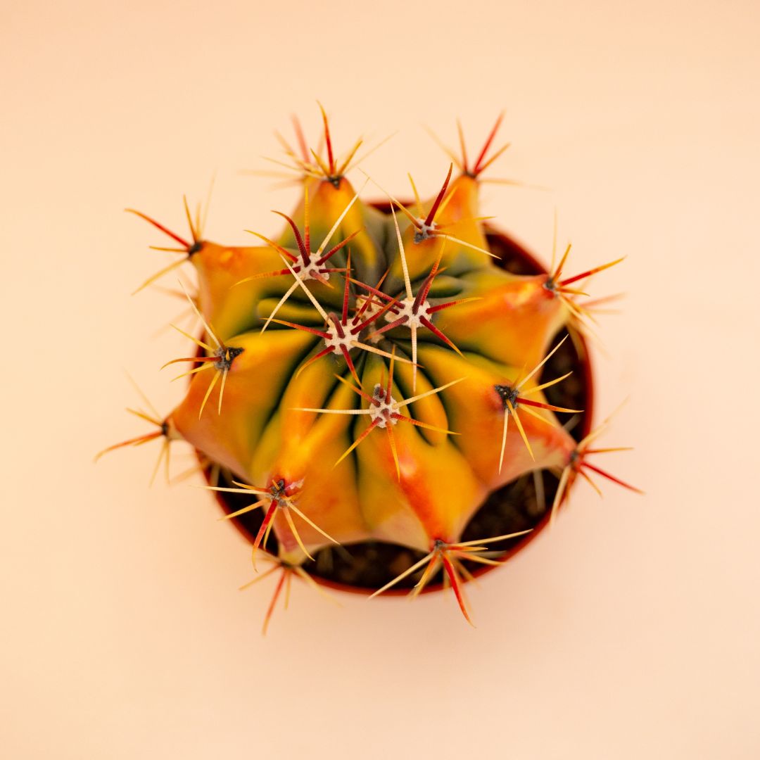 Ferocactus sp. variegato Ø 10,5 cm 672F