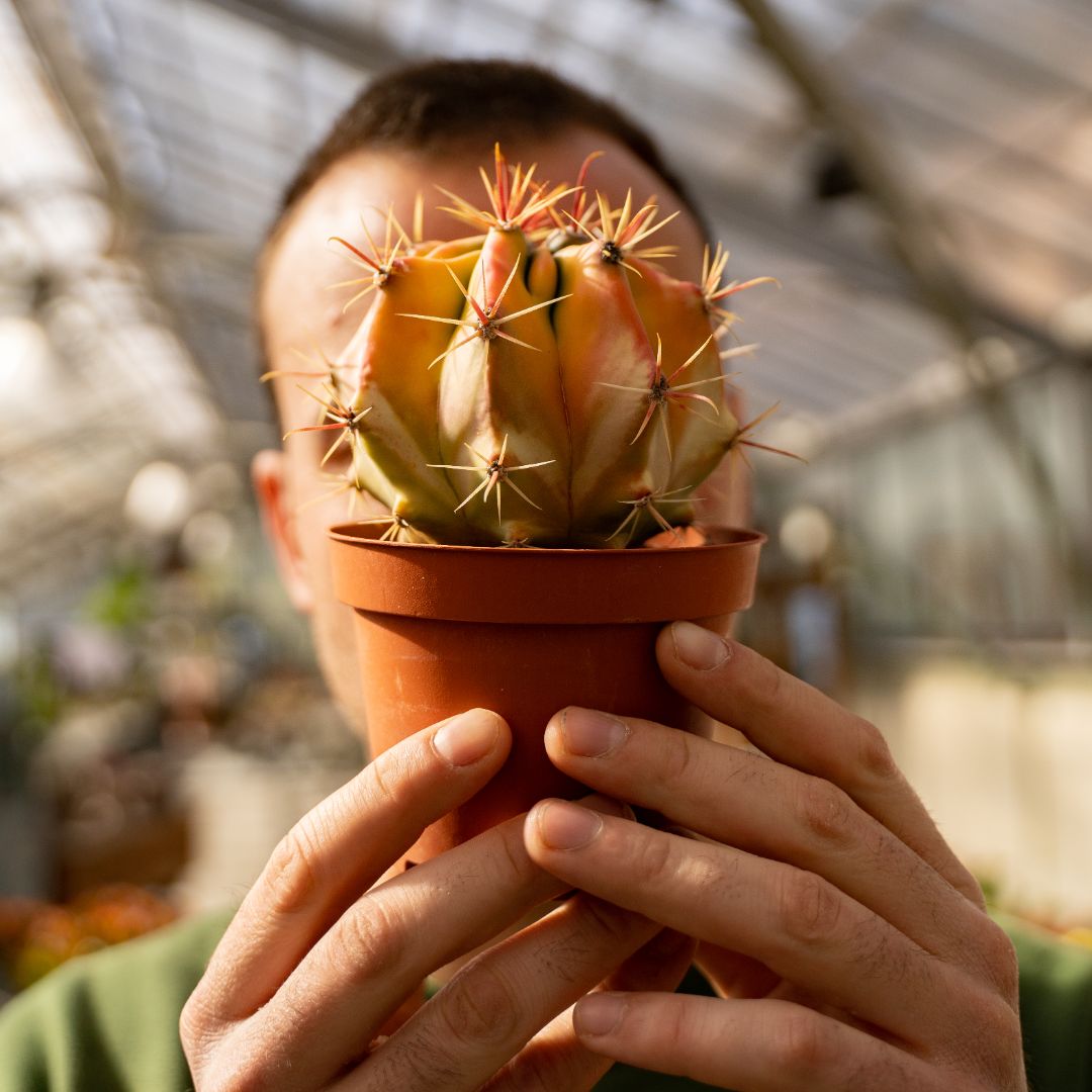 Ferocactus sp. variegato Ø 10,5 cm 672F