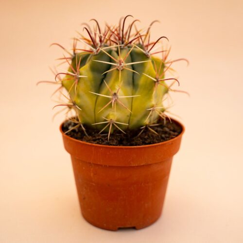 Ferocactus sp. variegato Ø 10,5 cm 678F