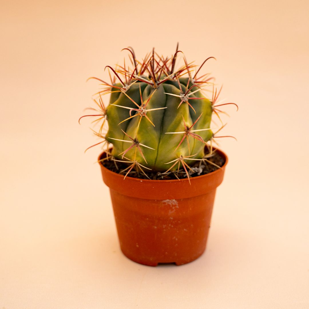 Ferocactus sp. variegato Ø 10,5 cm 678F