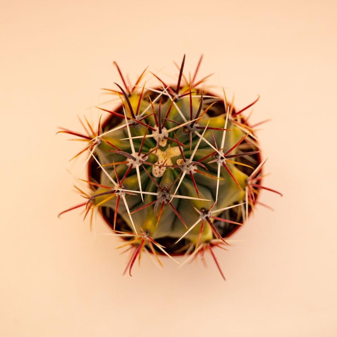 Ferocactus sp. variegato Ø 10,5 cm 678F