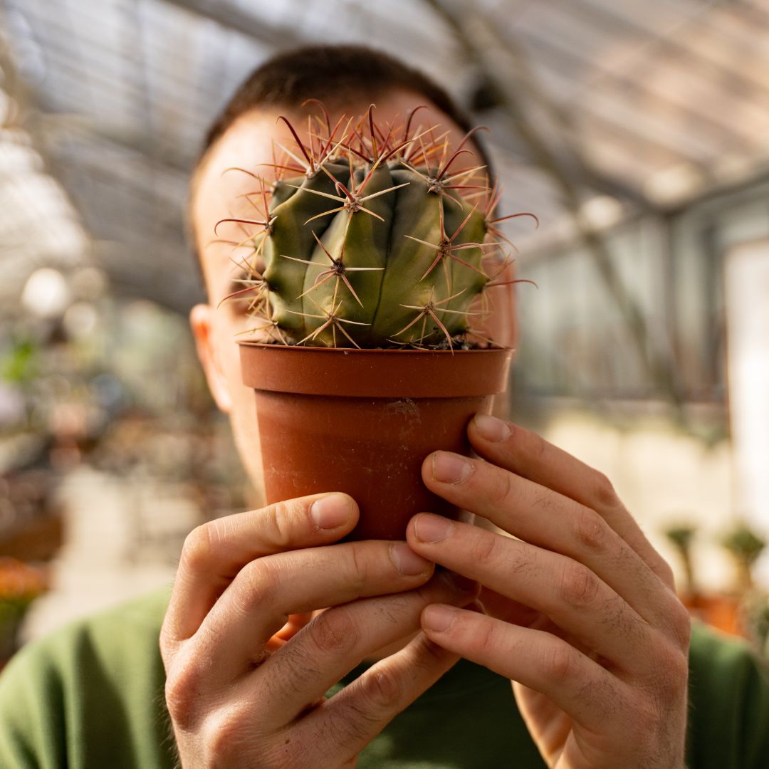 Ferocactus sp. variegato Ø 10,5 cm 678F
