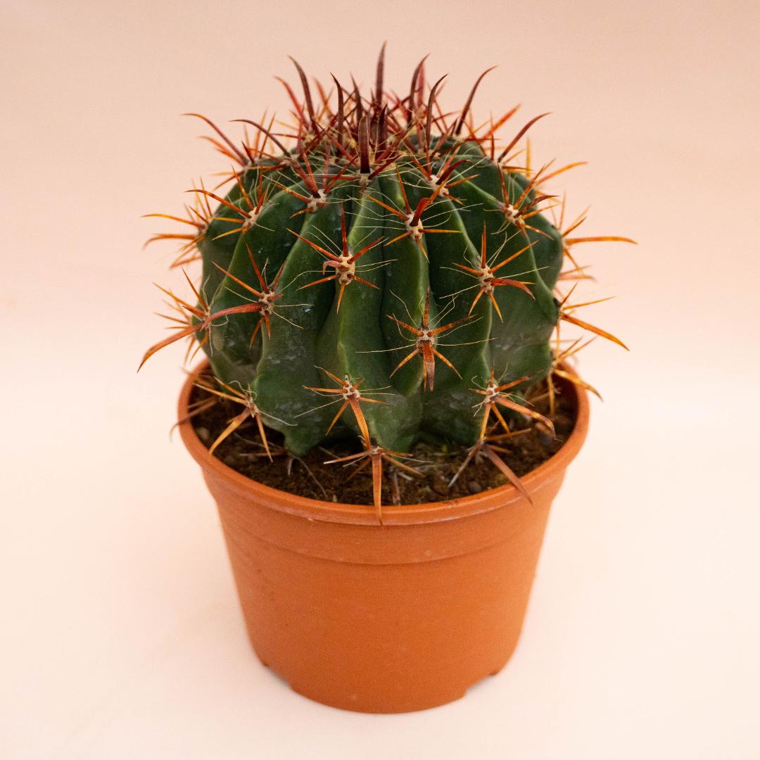 Ferocactus wislizeni variegato Ø 20 cm