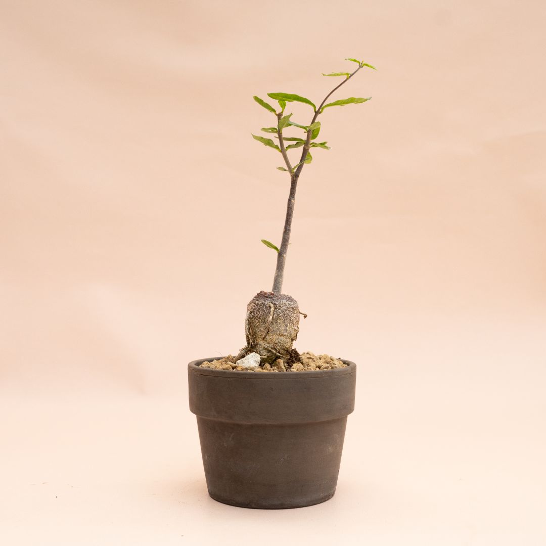 Fockea edulis Ø 10 cm 845F