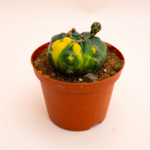 Gymnocalycium baldianum variegato Ø 10,5 cm 816F