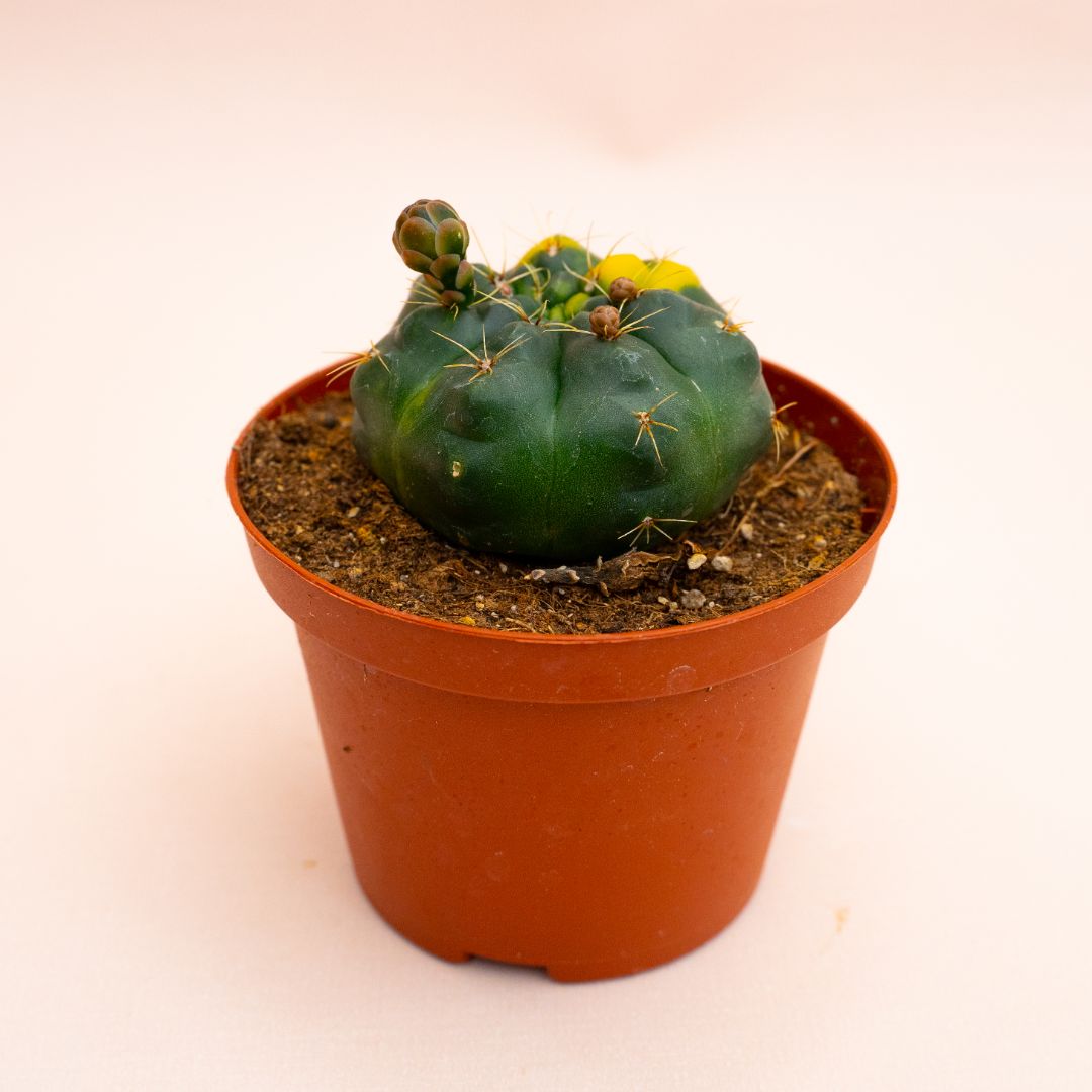 Gymnocalycium baldianum variegato Ø 10,5 cm 816F