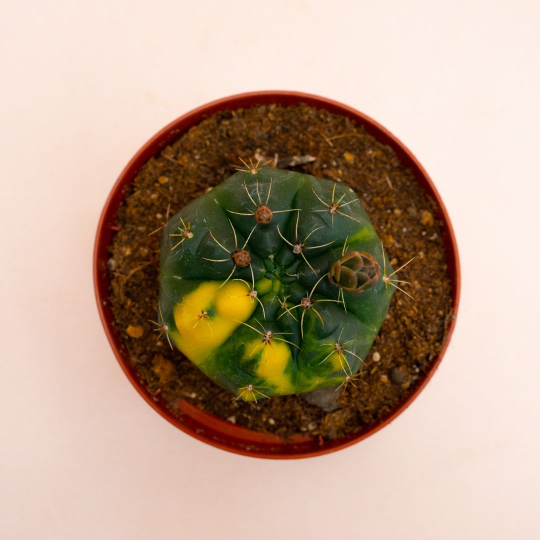 Gymnocalycium baldianum variegato Ø 10,5 cm 816F