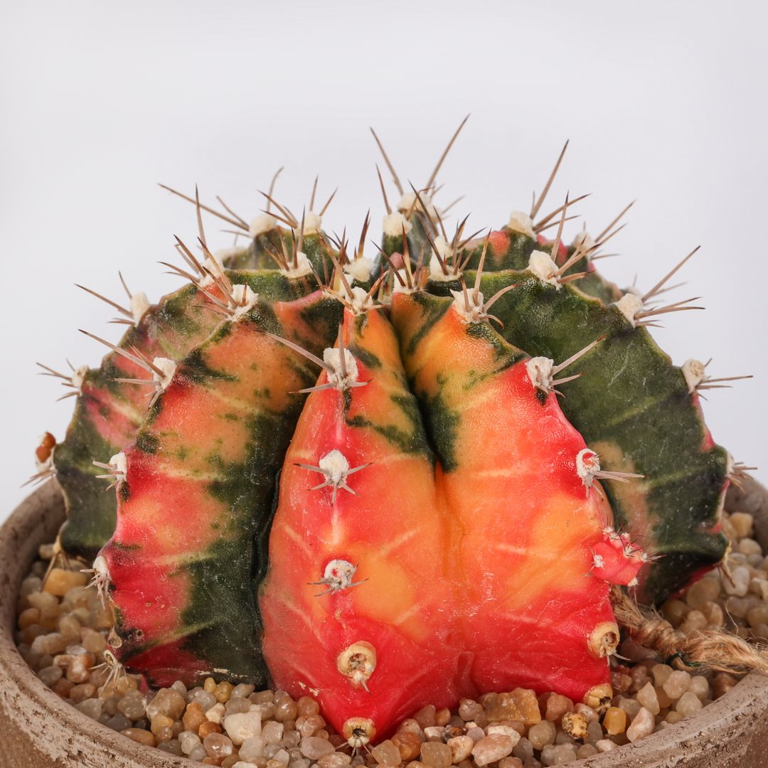 Gymnocalycium mihanovichii (MANERA CHOCO) Ø 12 cm