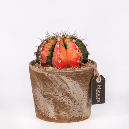 Gymnocalycium mihanovichii (MANERA CHOCO) Ø 12 cm