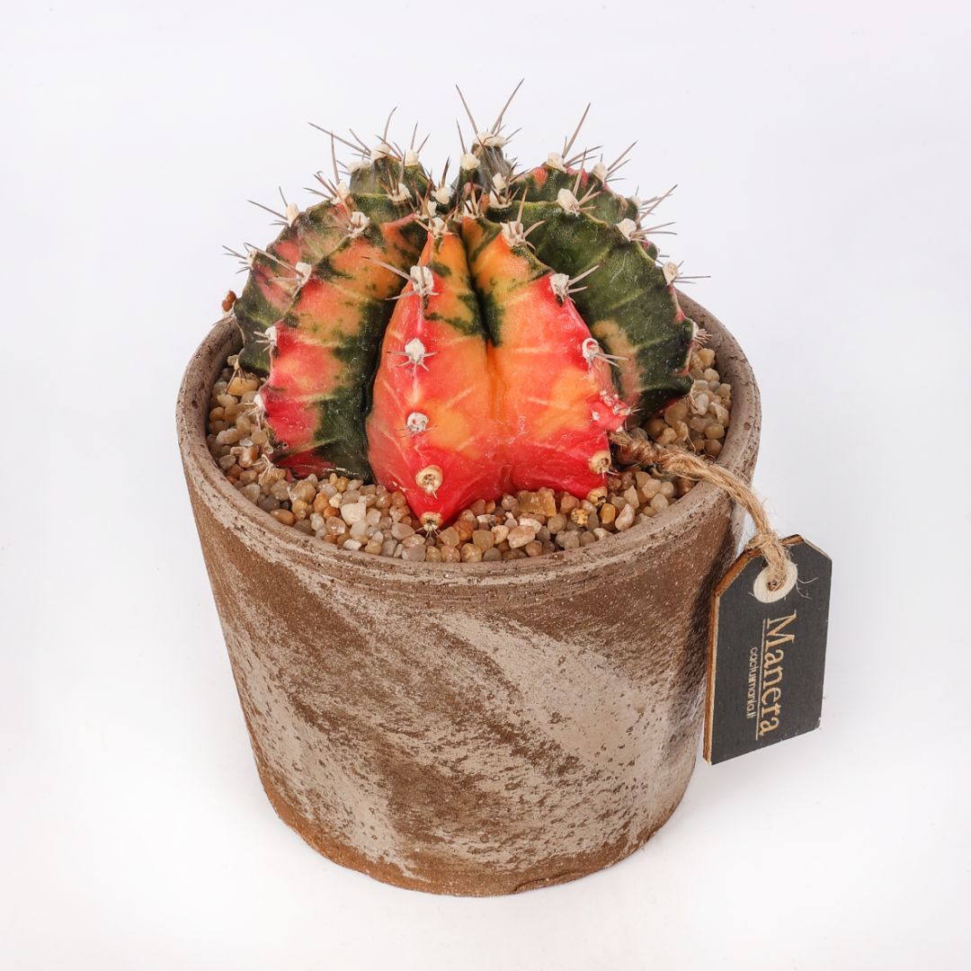 Gymnocalycium mihanovichii (MANERA CHOCO) Ø 12 cm