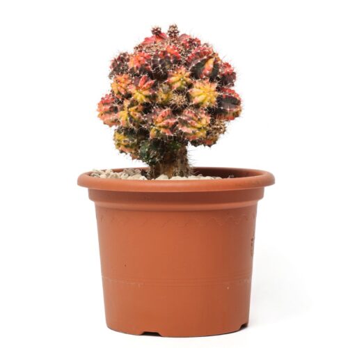 Gymnocalycium mihanovichii variegato Ø 13 cm