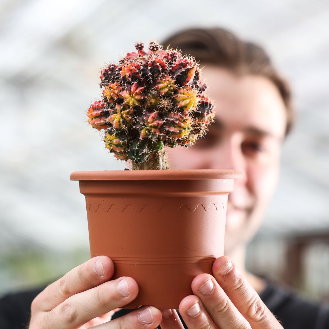 Gymnocalycium mihanovichii variegato Ø 13 cm