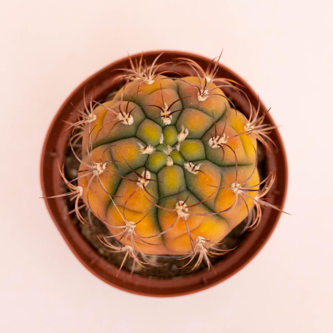 Gymnocalycium Saglionis variegato Ø 10,5 cm