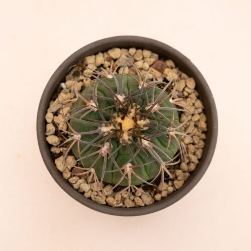 Gymnocalycium spegazzinii Ø 10 cm 839F